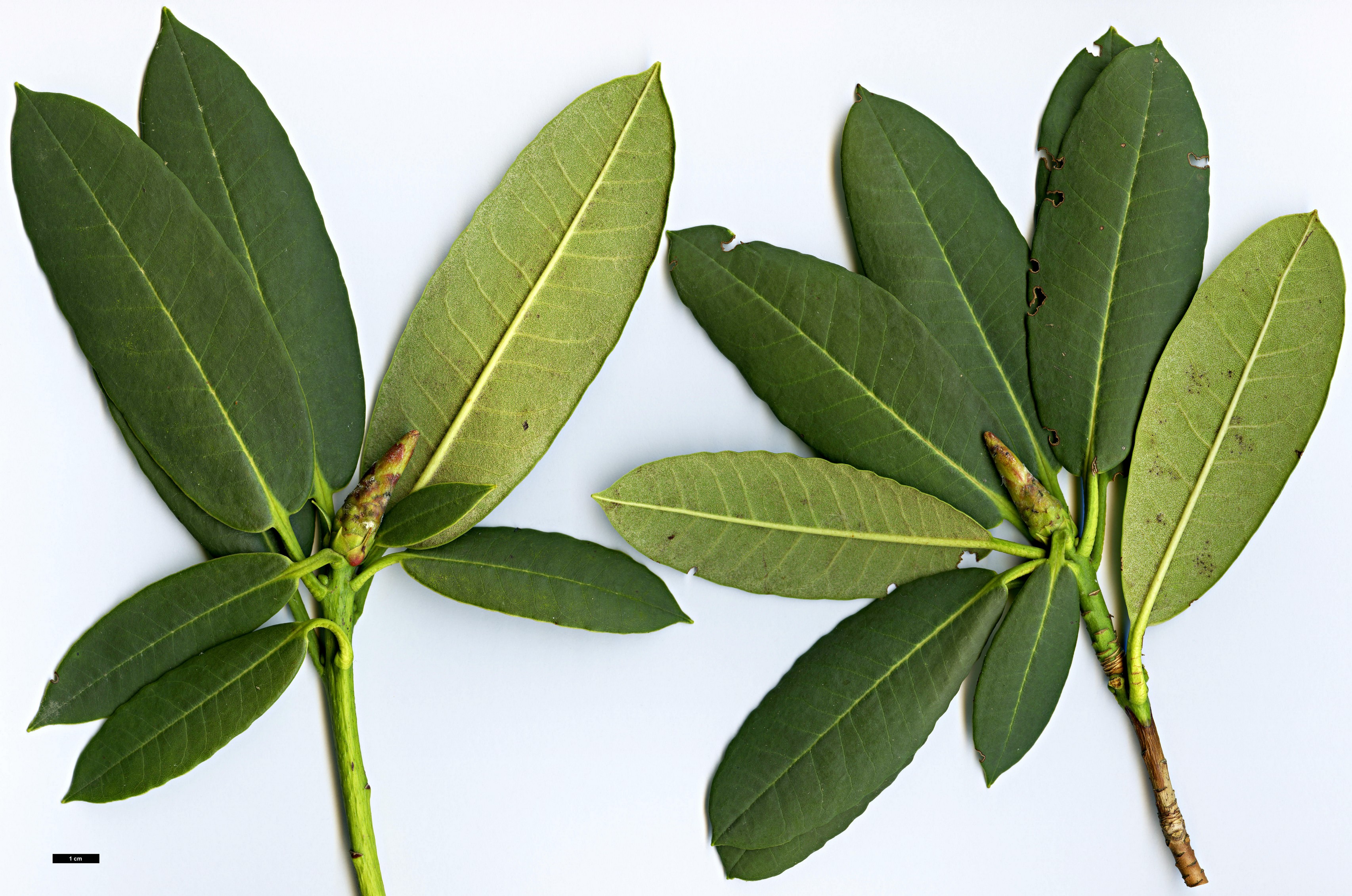 High resolution image: Family: Ericaceae - Genus: Rhododendron - Taxon: pennivenium - SpeciesSub: 'Eckford'